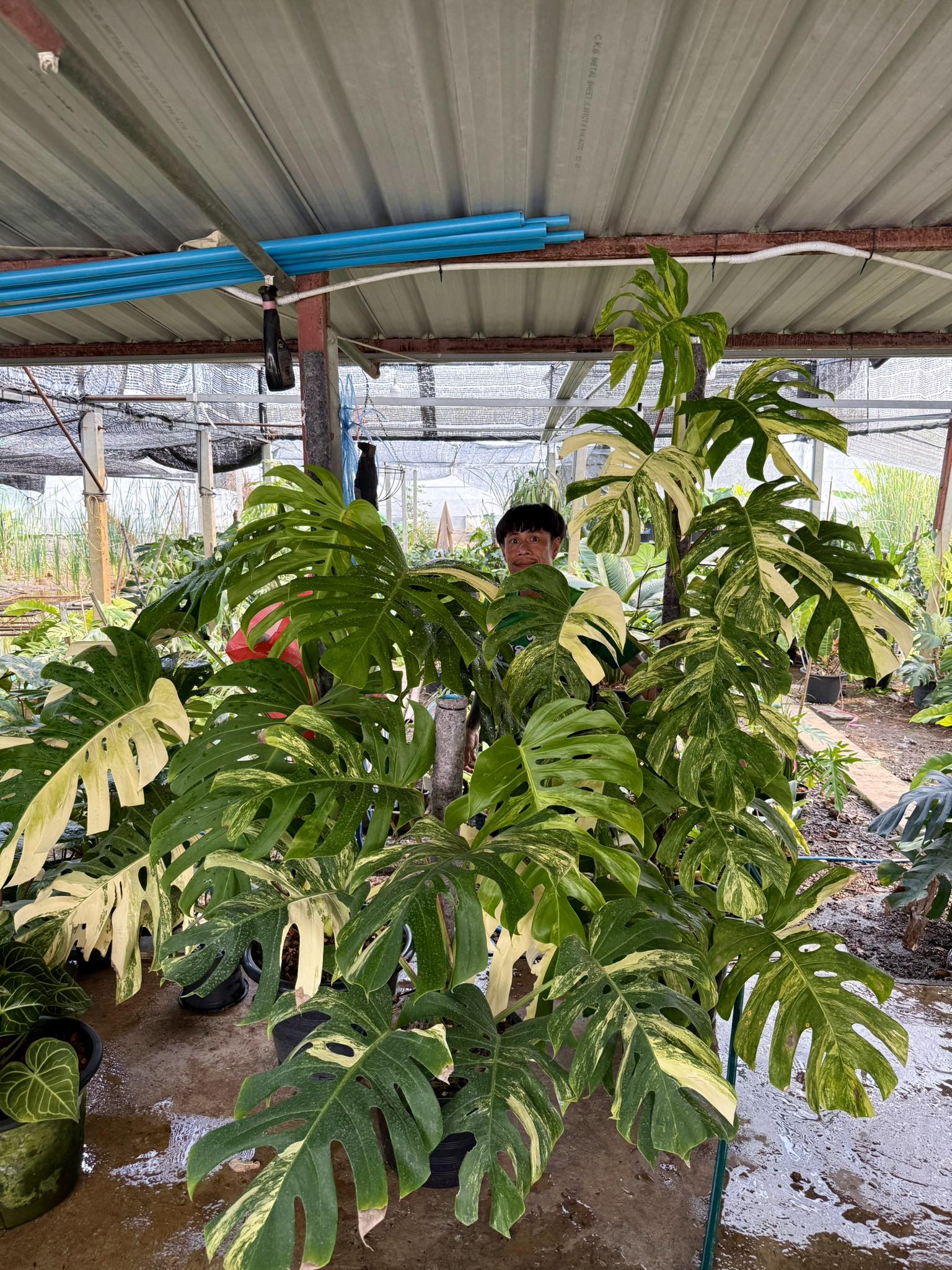 มุมสีเขียวสำหรับคอนโด