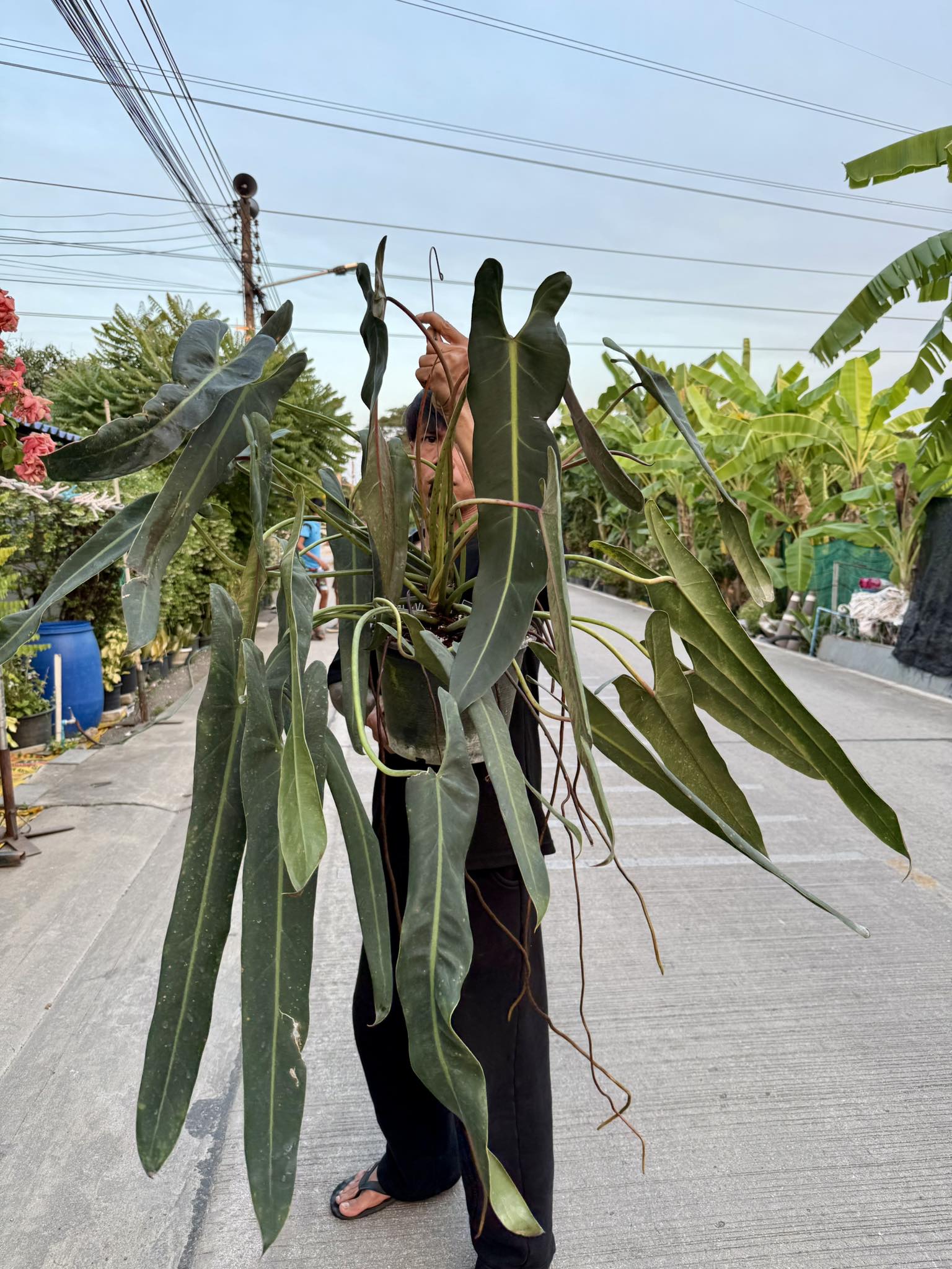ฟื้นฟูมุมรับแขกด้วย Fiddle Leaf Fig