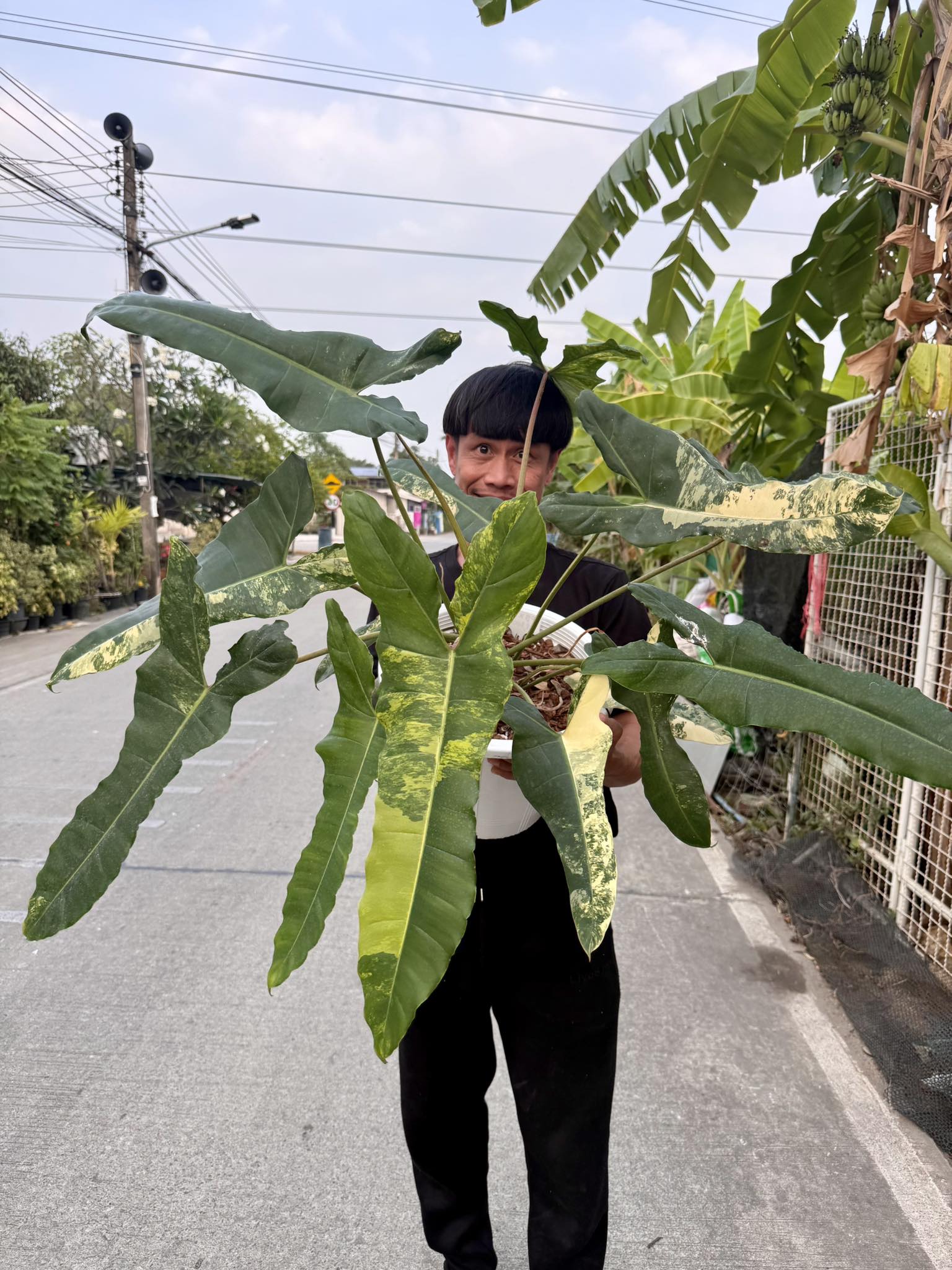 ก่อน-หลัง ฟื้นต้นไม้ใบเหี่ยว