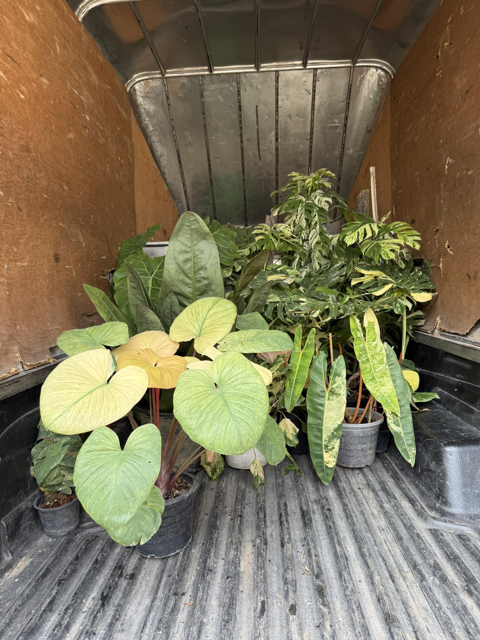 วิธีชำกิ่ง Pothos ให้รอดสูง