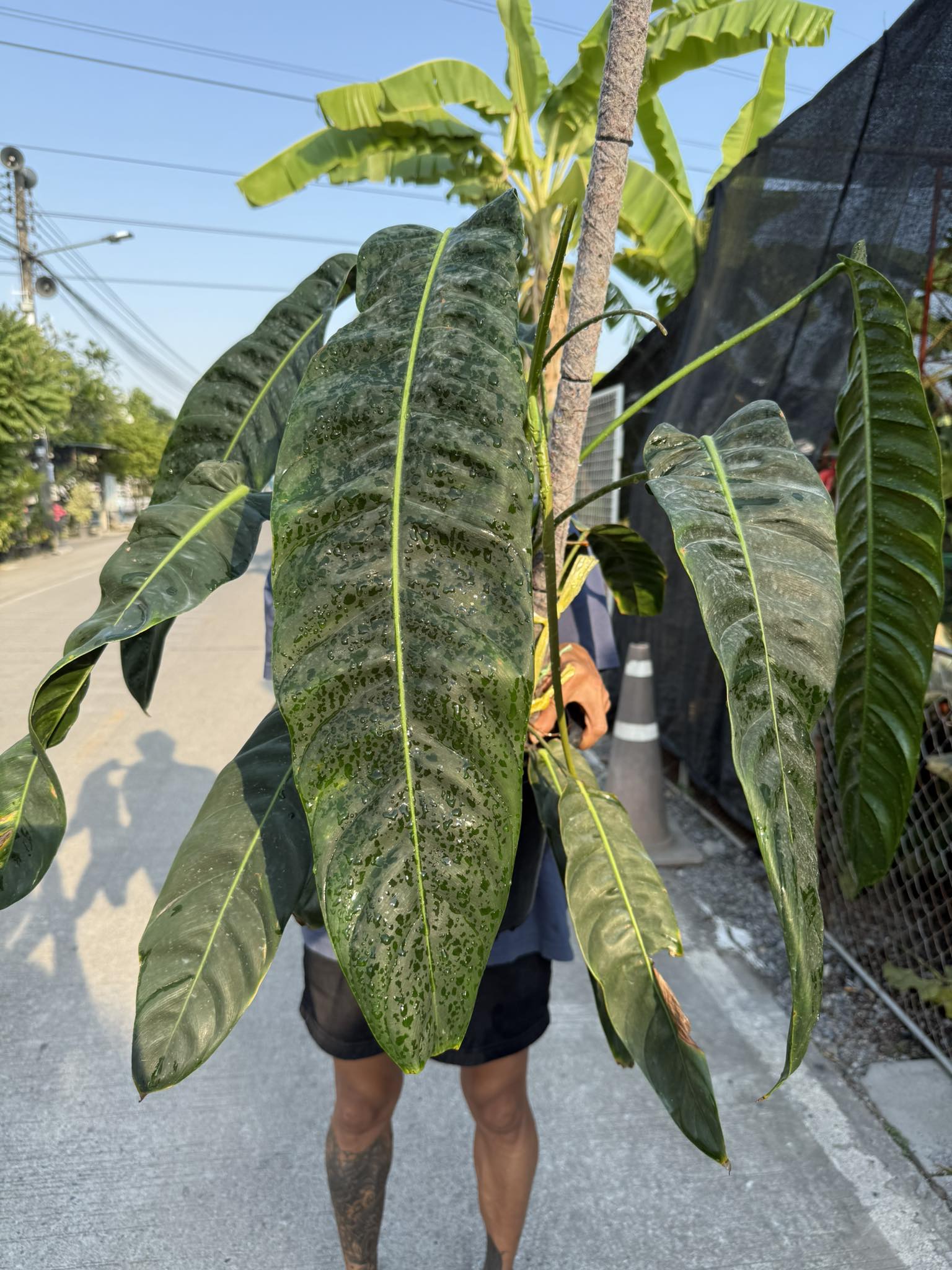 ตกแต่งออฟฟิศด้วย ZZ Plant